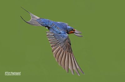 Boerenzwaluw - Barn swallow - Hirundo rustica