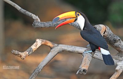 Reuzentoekan - Toco Toucan - Ramphastos toco