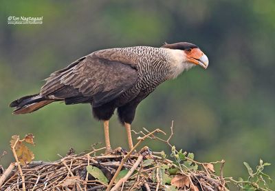 Caracara - Crested Caracara - Caracara plancus
