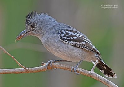 Planaltomierklauwier - Planalto Slaty-Antshrike - Choca-doplanalto