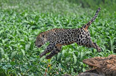Jaguar - Jaguar - Panthera onca