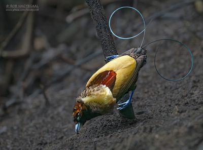Geelkraagparadijsvogel - Magnificent Bird of Paradise - Diphyllodes magnificus