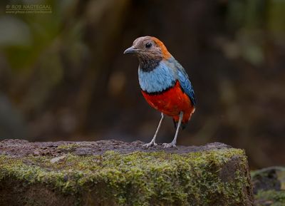 Papoeapitta - Papuan Pitta - Erythropitta macklotii