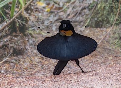 Arfakparotia - Western parotia - Parotia sefilata