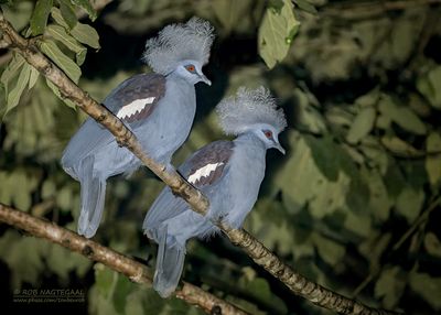 Kroonduif - Western crowned pigeon - Goura cristata