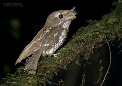 Gemarmerde uilnachtzwaluw - Marbled frogmouth - Podargus ocellatus
