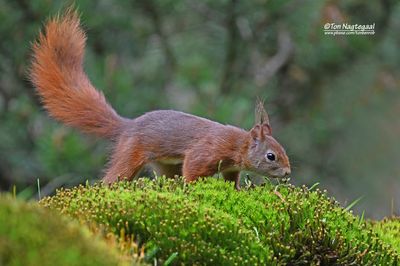 Europese Rode Eekhoorn - Eurasian red squirrel - Sciurus vulgaris