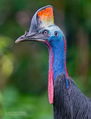 Bird portraits
