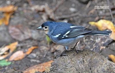 Canarische vink - Canary Islands chaffinch - Fringilla canariensis