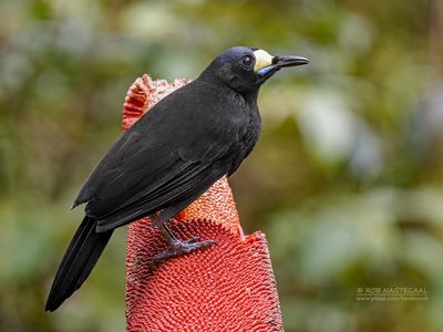Langstaartparadigalla - Long-tailed paradigalla - Paradigalla carunculata