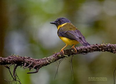 Groenbandvliegenvanger - Banded Yellow Robin - Eopsaltria placens