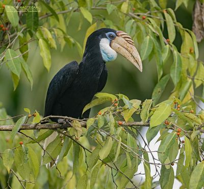 Papoea-jaarvogel - Blyth's hornbill - Rhyticeros plicatus