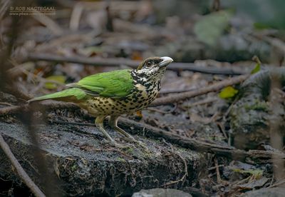 Witoorkatvogel - White-eared Catbird - Ailuroedus buccoides