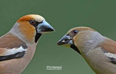 Appelvink - Hawfinch - Coccothraustes coccotraustes