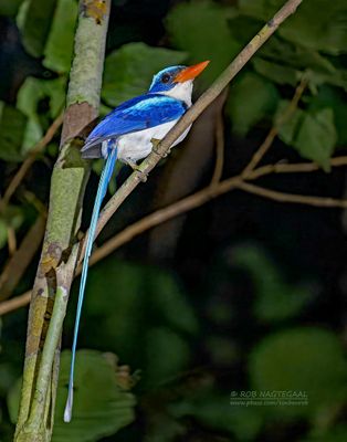 Vlagstaartijsvogel - Common Paradise Kingfisher - Tanysiptera galatea