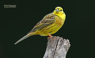 Geelgors - Yellowhammer - Emberiza citrinella