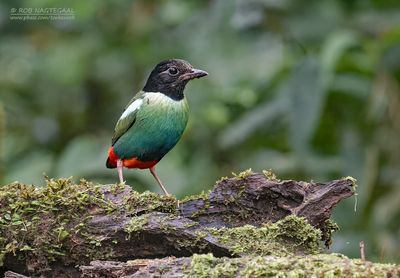 Nieuw-Guinese kappitta - Eastern hooded pitta - Pitta novaeguineae