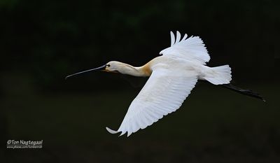 Lepelaar - Eurasian spoonbill - Platalea leucorodia