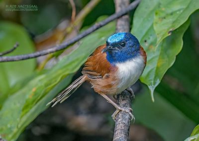 Keizerelfje - Emperor Fairywren - Malurus cyanocephalus
