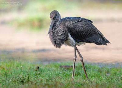 Zwarte Ooievaar - Black Stork - Ciconia nigra