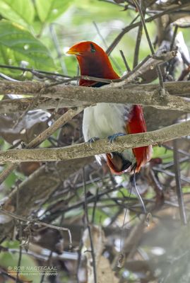 Koningsparadijsvogel - King bird-of-paradise - Cicinnurus regius