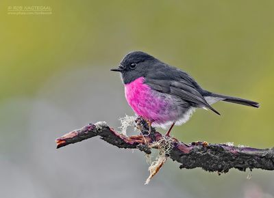 Zwartroze vliegenvanger - Pink robin - Petroica rodinogaster