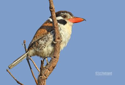 Witoorbaardkoekoek - White-eared puffbird - Nystalus chacuru