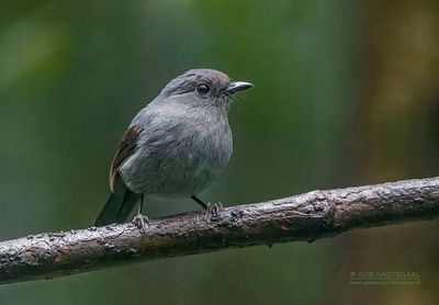 Leizwarte struikvliegenvanger - Slaty Robin - Melanodryas cyanus