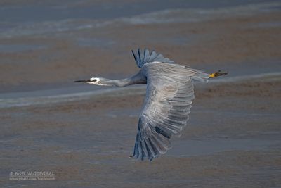 Birds in flight