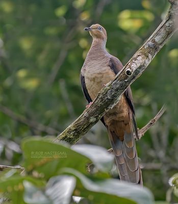Sultanskoekoeksduif - Sultan's Cuckoo-Dove - Macropygia doreya