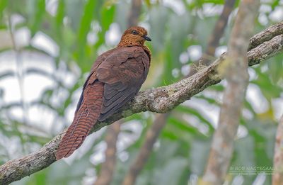 Kleine gestreepte koekoeksduif - Black-billed Cuckoo-Dove - Macropygia nigrirostris