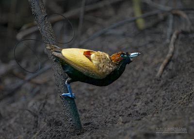 Geelkraagparadijsvogel - Magnificent Bird of Paradise - Diphyllodes magnificus
