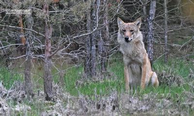 Europese wolf - Euraziatische wolf - Canis lupus lupas