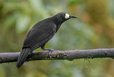 Langstaartparadigalla - Long-tailed paradigalla - Paradigalla carunculata