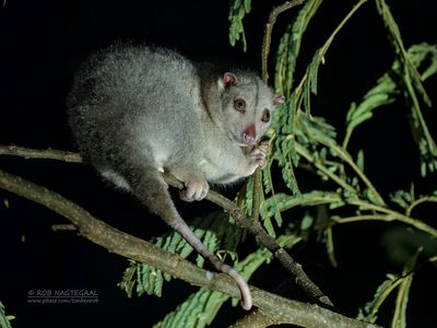 Witte koeskoes - Northern common cuscus - Phalanger orientalis