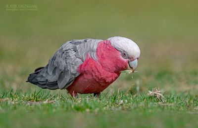 Roze Kaketoe - Galah - Eolophus roseicapilla