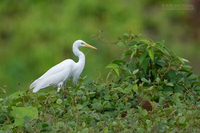 Pluimzilverreiger - Plumed egret - Ardea plumifera