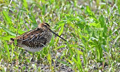 Watersnip - Common snipe - Gallinago gallinago	