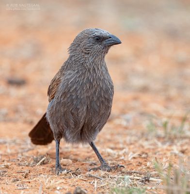 Apostelvogel - Apostlebird - Struthidea cinerea