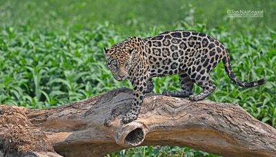 Jaguar - Jaguar - Panthera onca