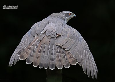 Havik - Eurasian Goshawk - Astur gentilis