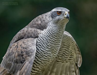 Havik - Eurasian Goshawk - Astur gentilis