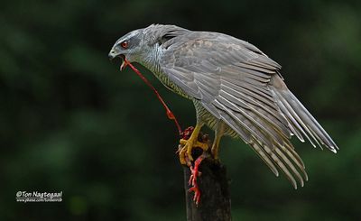 Havik - Northern Goshawk - Accipiter gentellis