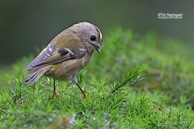 Goudhaan - Goldcrest - Regulus regulus