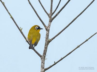Kleine groenvoorhoofdbrilvogel - Black-fronted White-eye - Zosterops minor