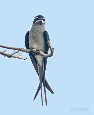 Witsnorboomgierzwaluw - Moustached Treeswift - Hemiprocne mystacea