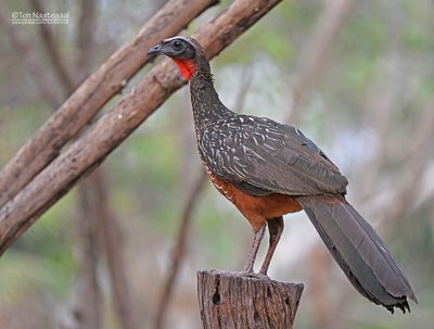 Brazil Trip Pantanal, September 2024