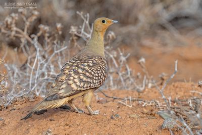Namaquazandhoen - Namaqua Sandgrouse - Pterocles namaqua