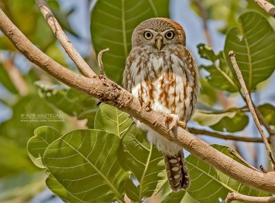 Geparelde dwerguil - Pearl-spotted Owlet - Glaucidium perlatum