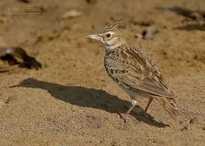 Kuifleeuwerik - Crested lark - Galerida cristata